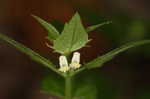 Narrowleaf cowwheat